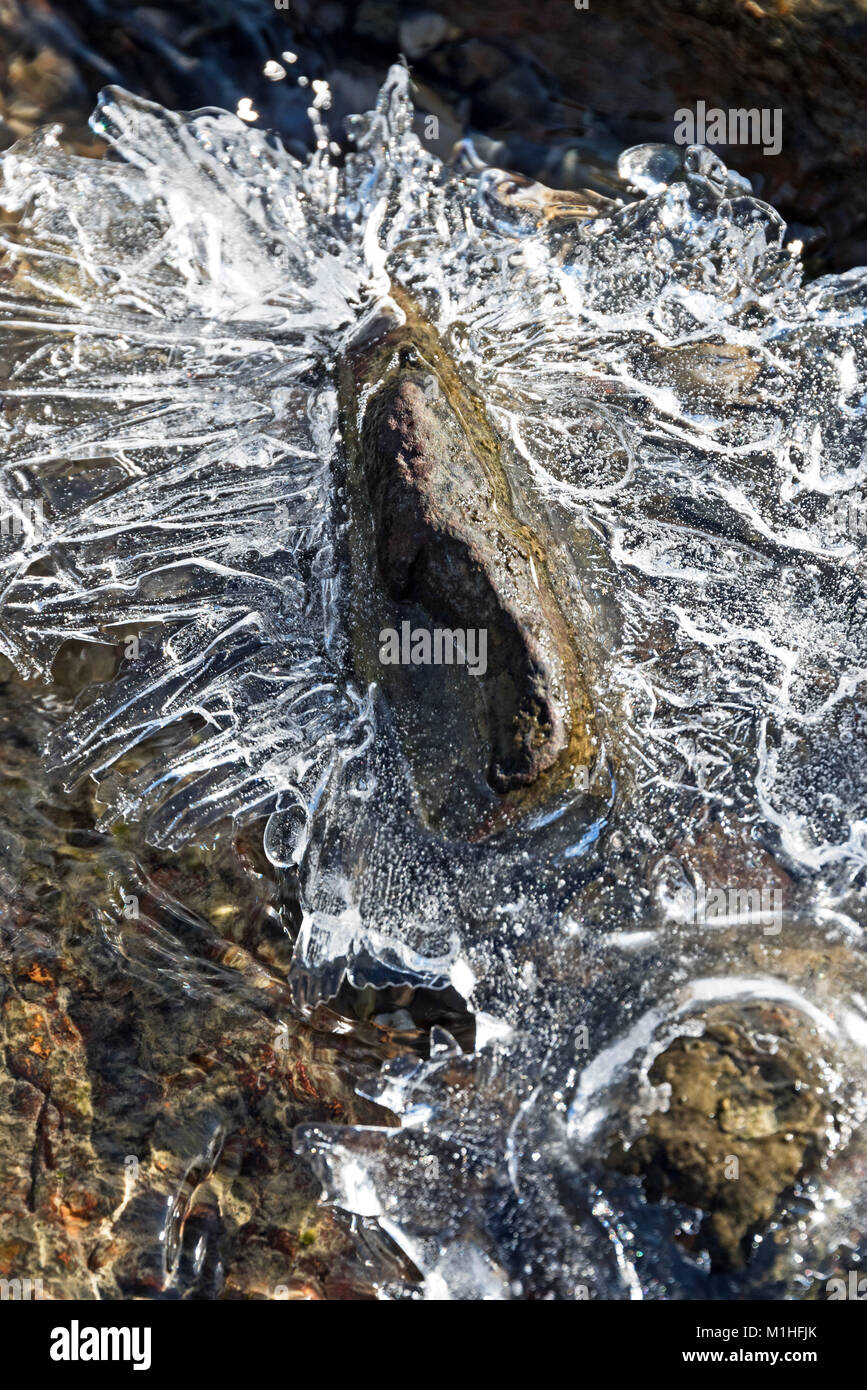 Eiskristalle strahlen von einem Boulder, Northeast Harbor, Maine. Stockfoto