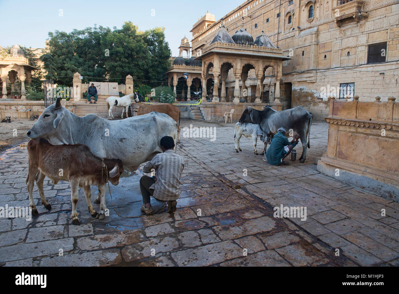Kühe melken im Badal Schlosshof, Jaisalmer, Rajasthan, Indien Stockfoto