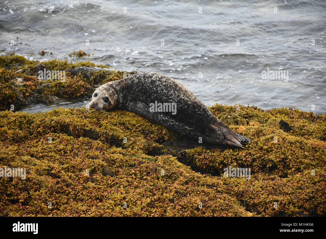 Hafen Dichtung ruht auf einem Felsen von Seetang bedeckt. Stockfoto
