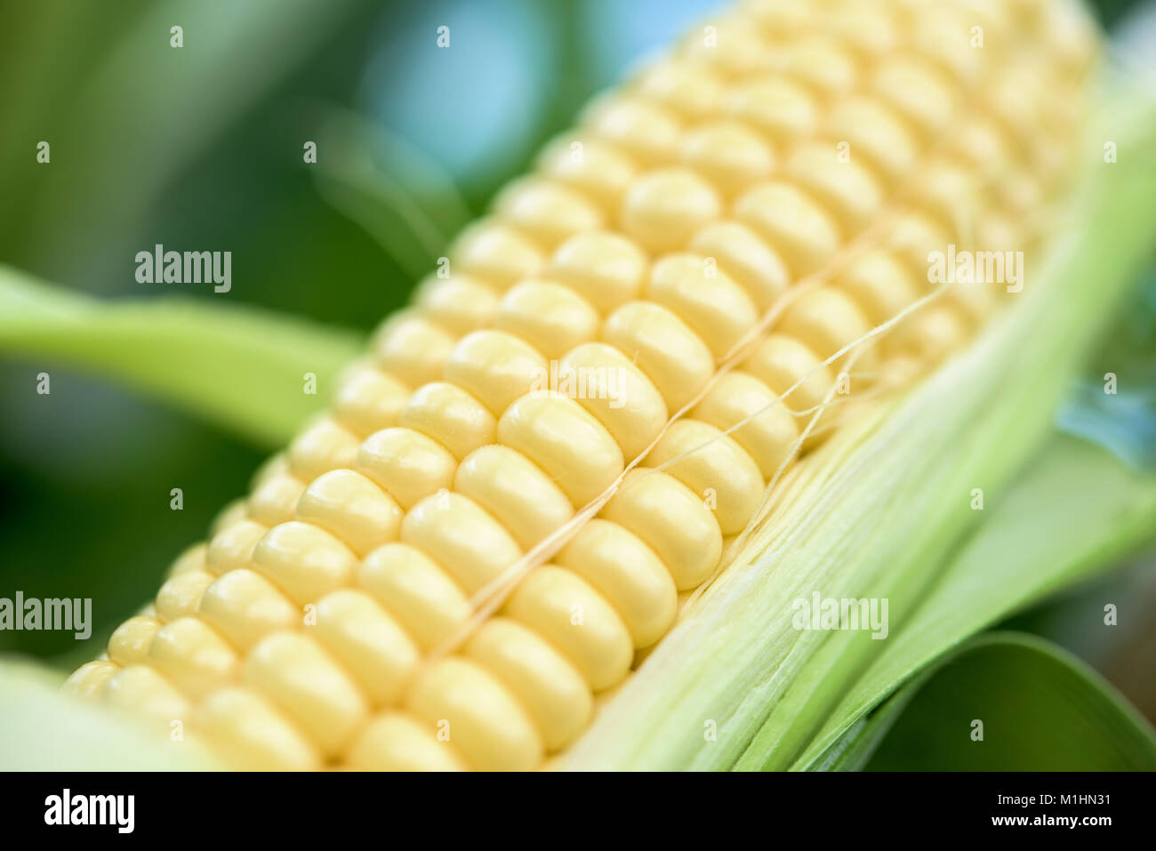 Ein Teil der frischen süßen Mais am Kolben Stockfoto