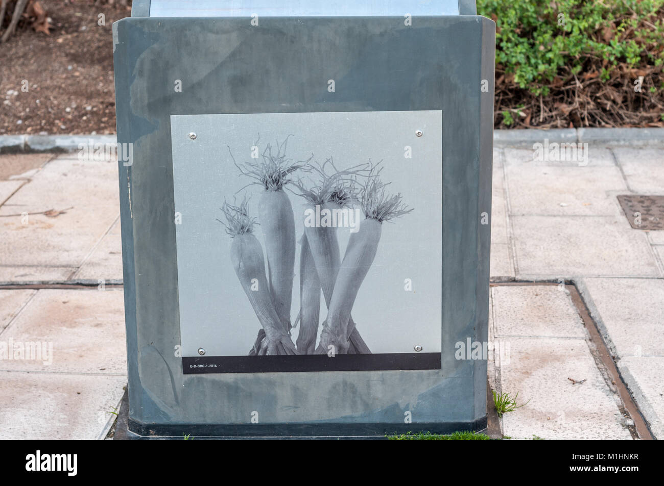 Foto von einer Frühlingszwiebel (calçot) in einem Mülleimer, Valls, Tarragona, Katalonien, Spanien Stockfoto