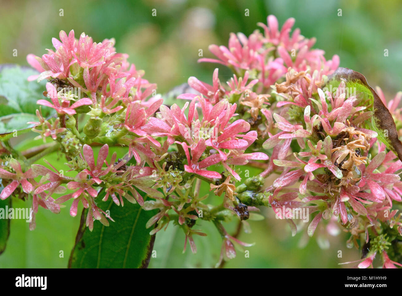 Heptacodium miconioides) Strauch (sieben Söhne des Himmels, sieben