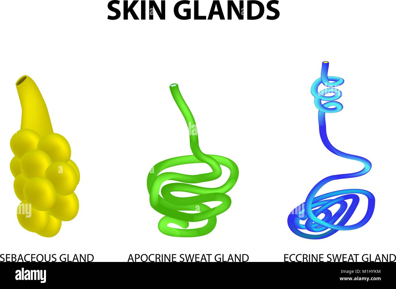 Die Struktur der Drüsen der Haut. der Talgdrüsen, Eccrine Schweiß, apokrinen Schweißdrüsen. Eingestellt. Infografiken. Vector Illustration auf isolierte Hintergrund. Stock Vektor