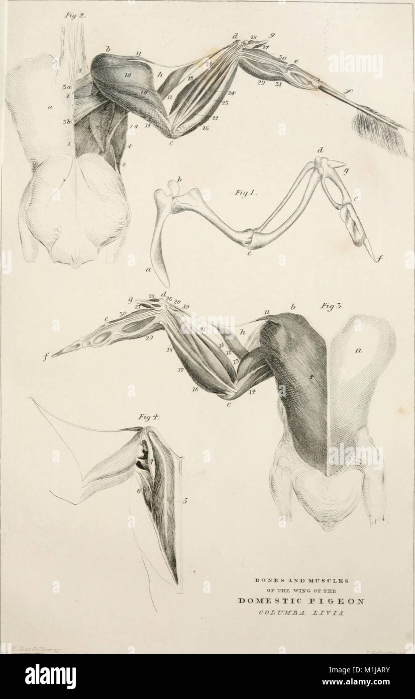 Eine Geschichte der britischen Vögel, Indigenen und Zugvögel - einschließlich ihrer Organisation, Gewohnheiten und Beziehungen; Erläuterungen über die Klassifizierung und Nomenklatur; ein Konto der Hauptorgane der Vögel, und (14564316949) Stockfoto