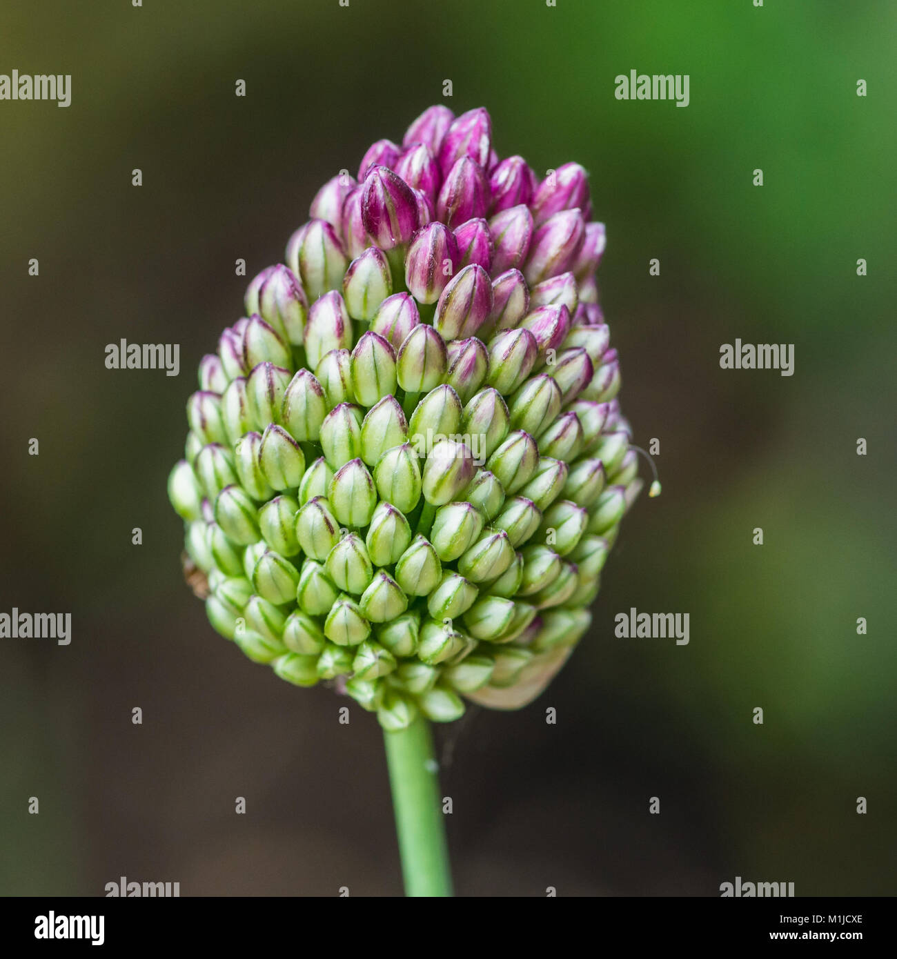 Eine Makroaufnahme eines Drumstick allium Blütenknospe. Stockfoto