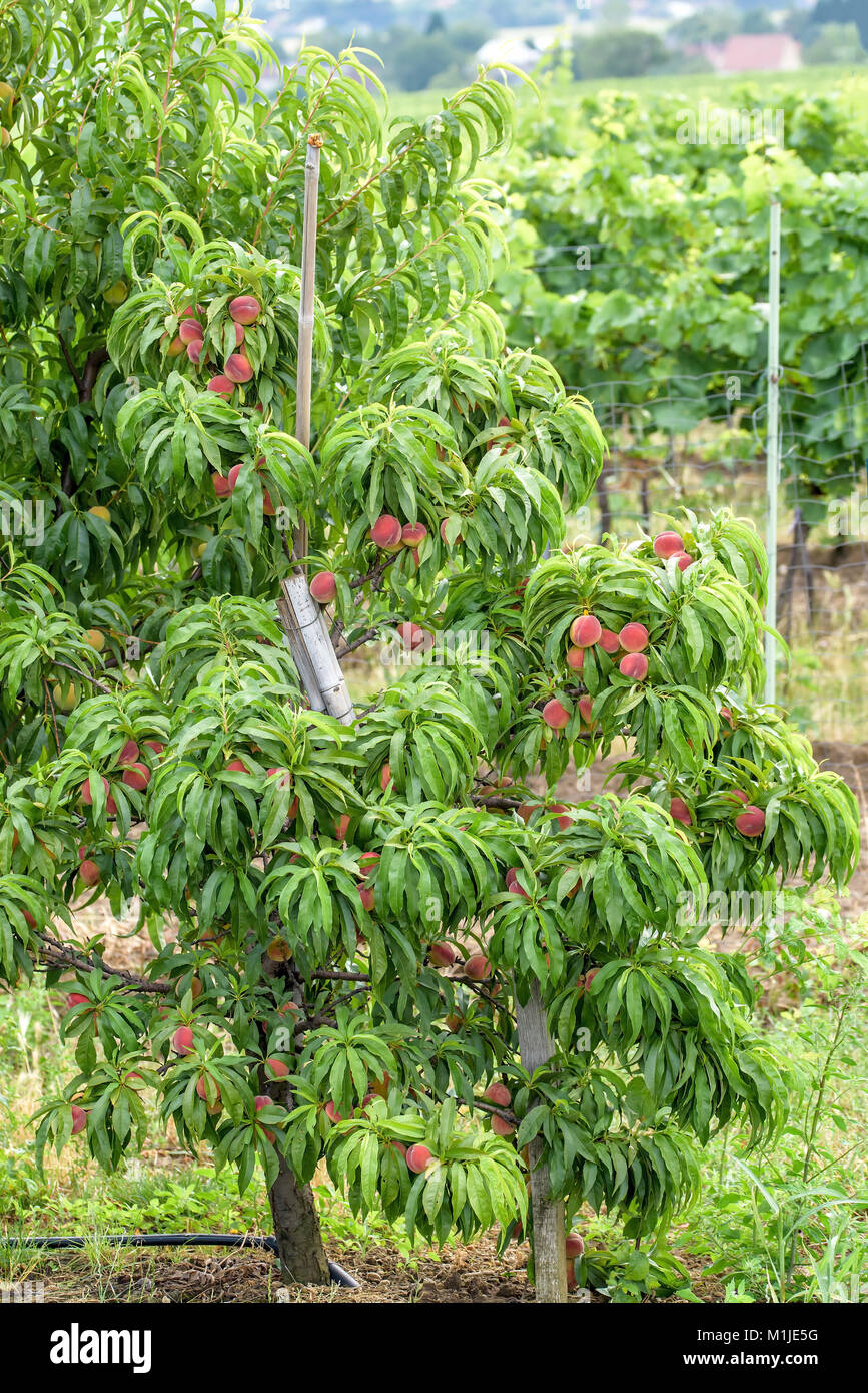 Zwerg PFIRSICH (PRUNUS PERSICA Bonanza), ZwergPfirsich (Prunus Persica