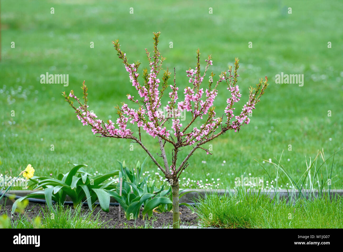 Prunus persica dwarf peach Fotos und Bildmaterial in hoher Auflösung