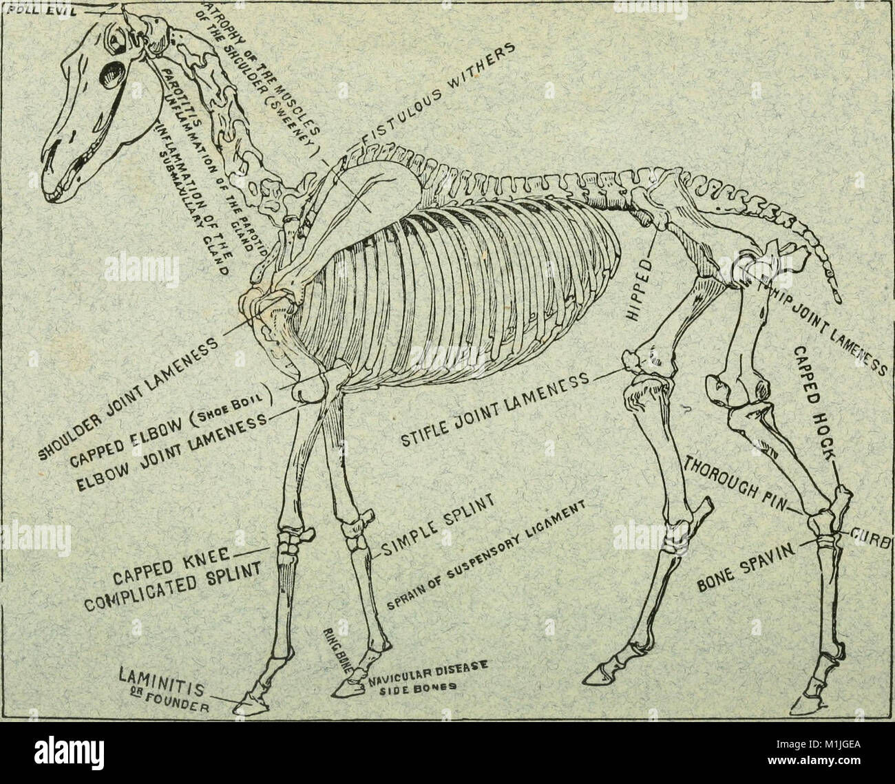 Eine Abhandlung über das Pferd und seine Krankheiten (1879) (14779166871) Stockfoto