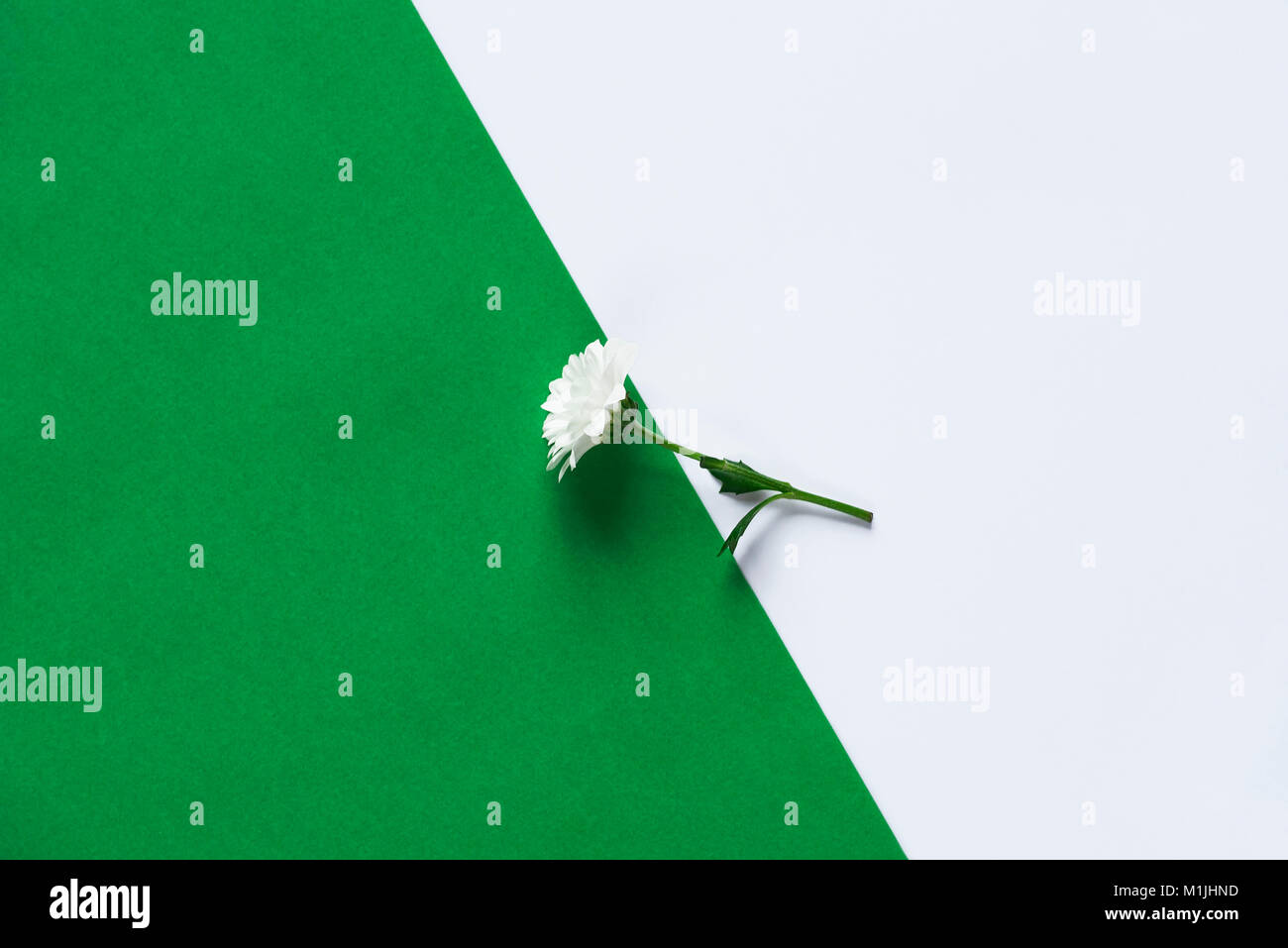 Zarte weiße Daisy angezeigte Teil an einem Grünbuch und Teil auf weißem Papier Hintergrund. Stockfoto