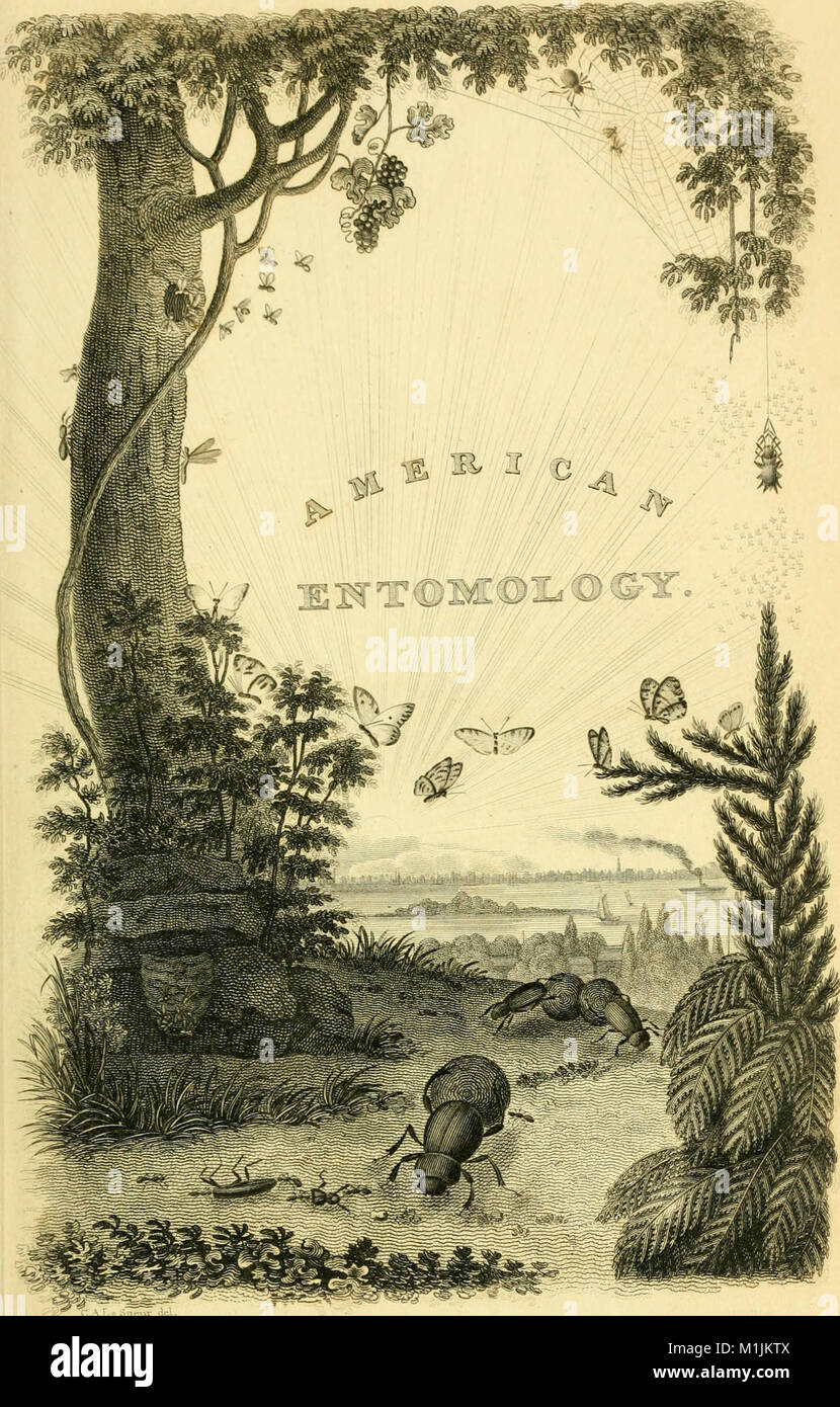 Amerikanischen Entomologie oder Beschreibungen der Insekten von Nordamerika - illustriert mit farbigen Abbildungen von original Zeichnungen nach der Natur (1824) 17932781649 (ausgeführt) Stockfoto