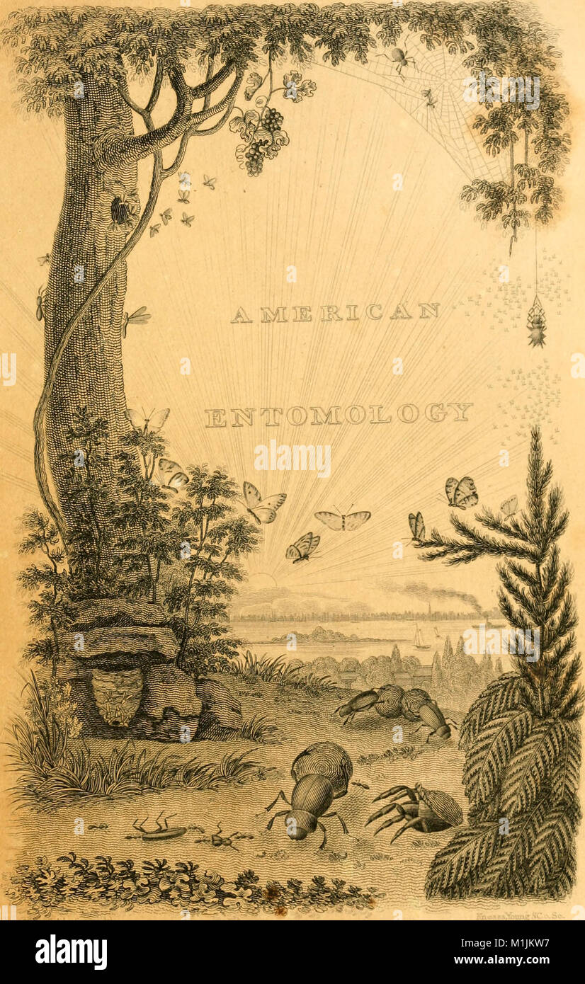 Amerikanischen Entomologie, oder, Beschreibungen der Insekten von Nordamerika - ilustrated durch farbige Abbildungen von Zeichnungen nach der Natur (1817) (17498184963 ausgeführt) Stockfoto