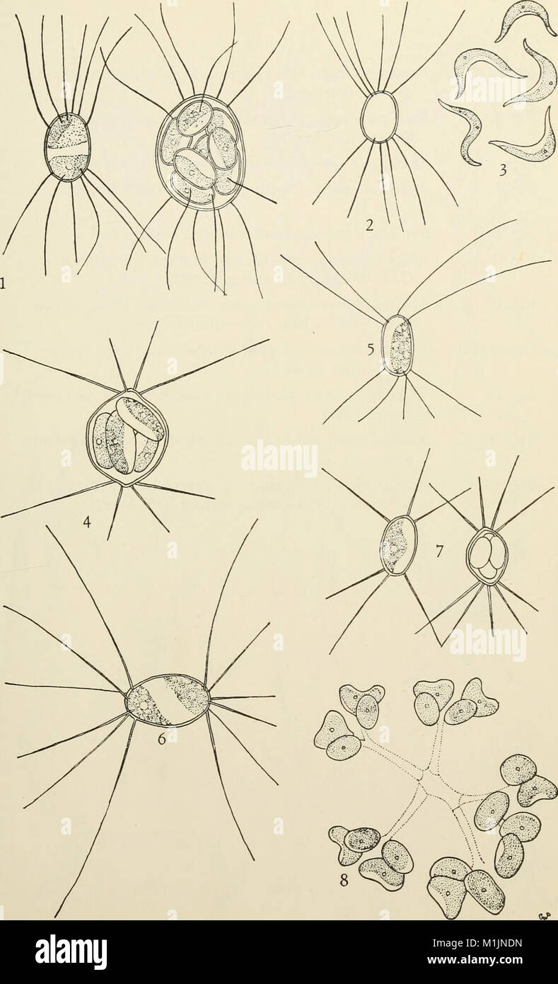 „Algae of the Western Great Lakes Area“ (1962) untersucht die ...