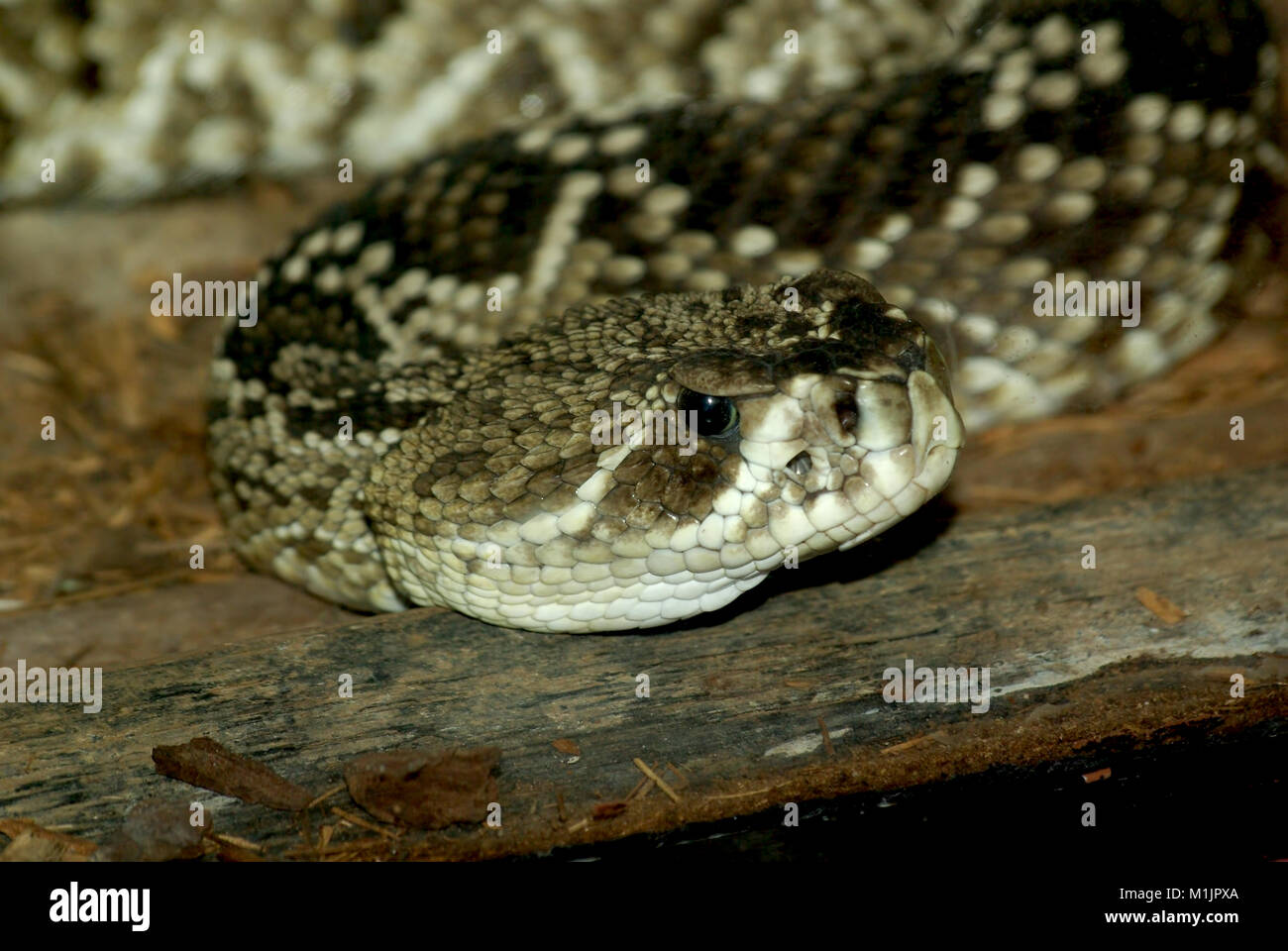 Diamondback Klapperschlange Stockfoto