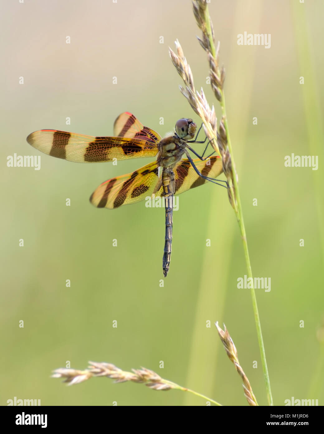 Halloween pennant Dragonfly in Ruhestellung Stockfoto