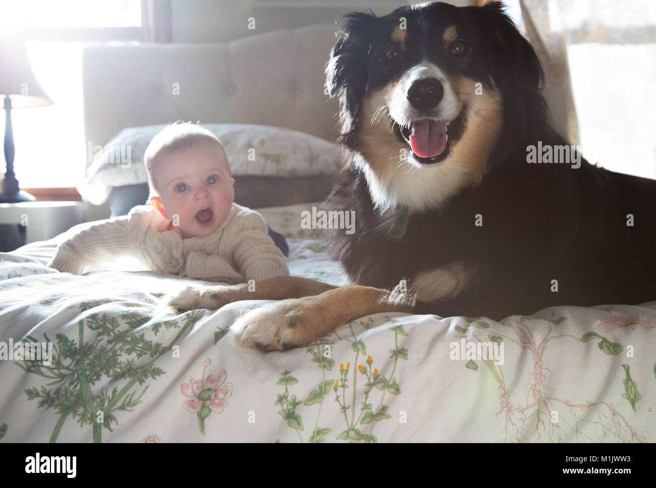 Baby und Hund auf dem Bett Stockfoto