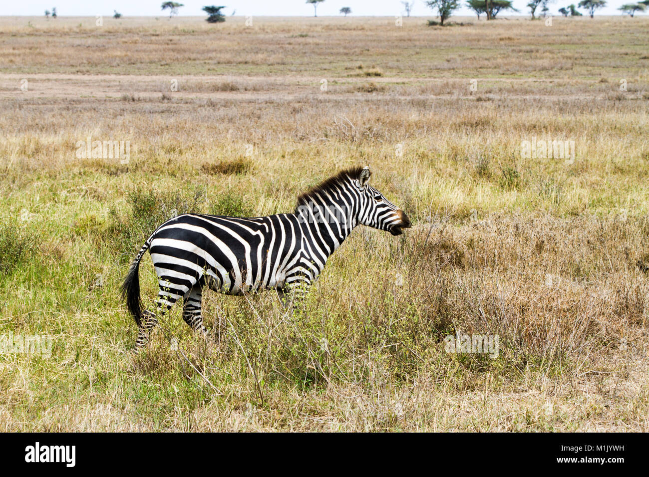 Zebra Arten der Afrikanischen Equiden (Pferde Familie), vereint durch ...