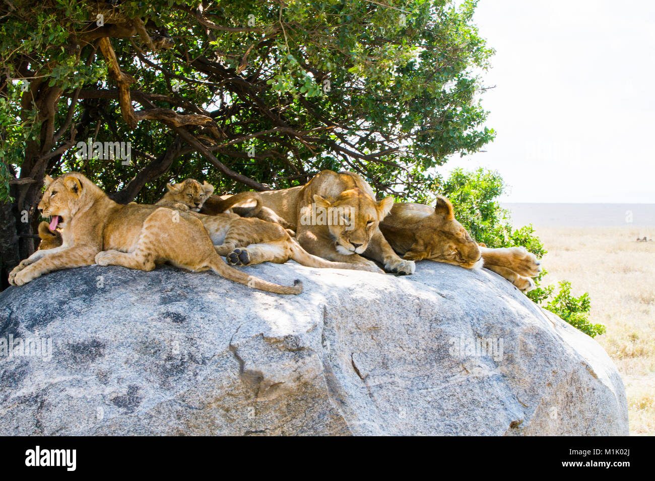 East African Löwinnen mit Lion Cubs (Panthera leo melanochaita), arten in der Familie Felidae und Mitglied der Gattung Panthera, vulnera Stockfoto