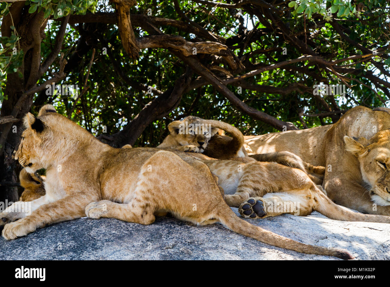 East African Löwinnen mit Lion Cubs (Panthera leo melanochaita), arten in der Familie Felidae und Mitglied der Gattung Panthera, vulnera Stockfoto