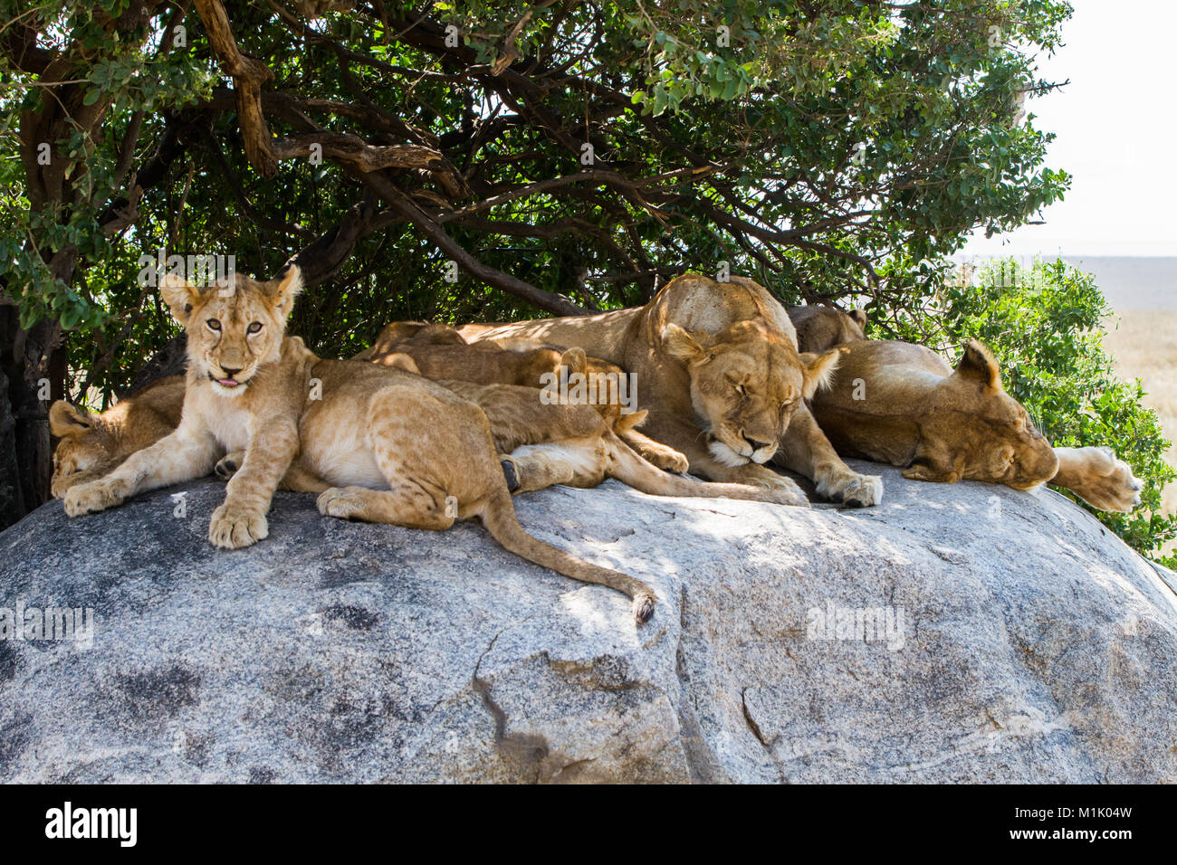 Afrikanischer Löwinnen mit Lion Cubs (Panthera leo), arten in der Familie Felidae und Mitglied der Gattung Panthera, aufgeführt als gefährdet, in der Serengeti Stockfoto