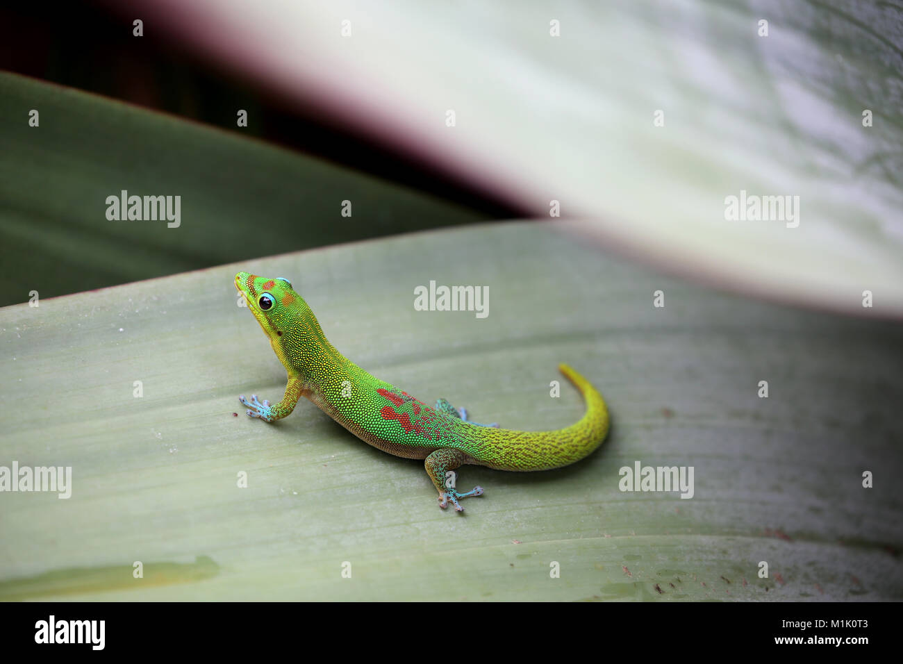 Goldstaub-taggecko auf bromelie Pflanze Blatt, Hawaii Stockfoto