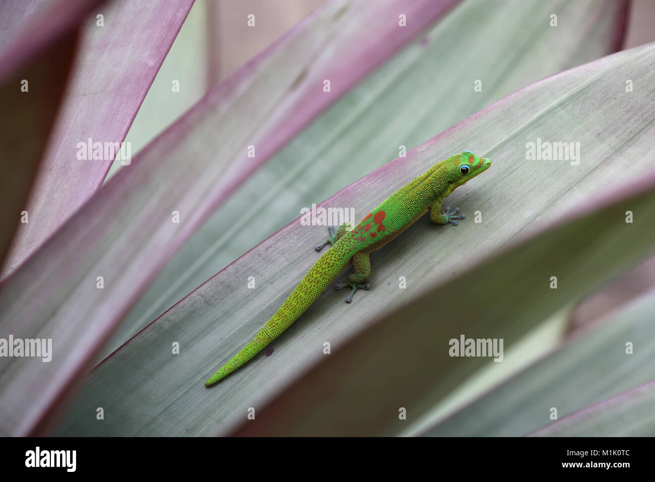 Goldstaub-taggecko auf bromelie Pflanze Blatt, Hawaii Stockfoto