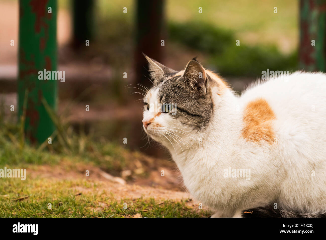Nette Katze entspannt im Garten am frühen Morgen Stockfoto