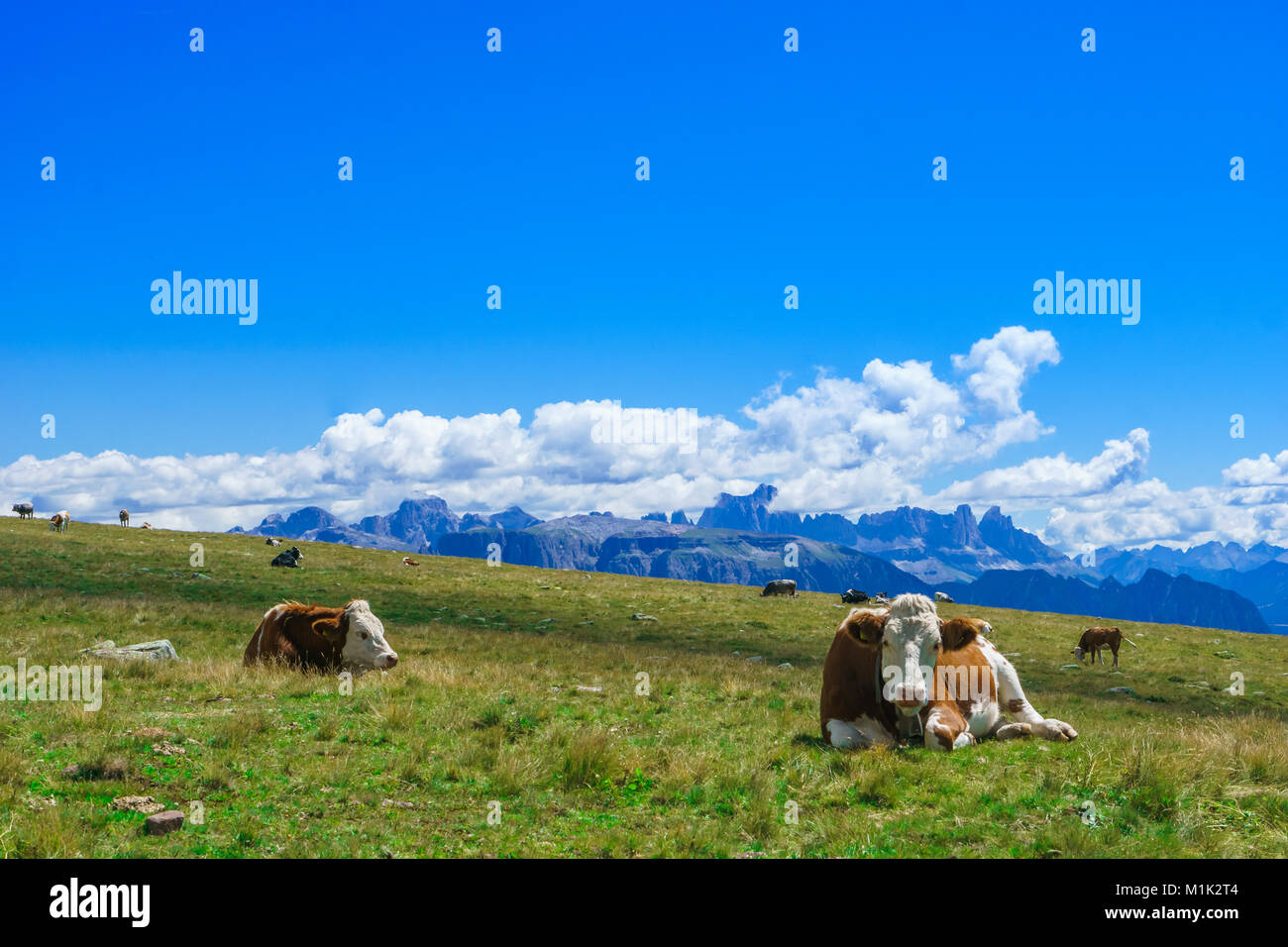 Vieh in den Bergen von Südtirol Stockfoto