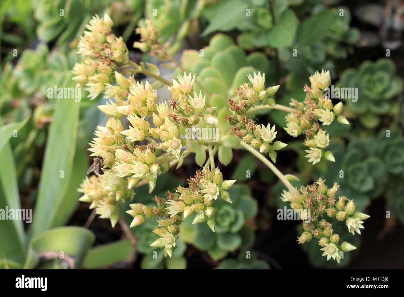Nahaufnahme von Aeonium haworthii Pinwheel Aeonium Blumen Stockfoto