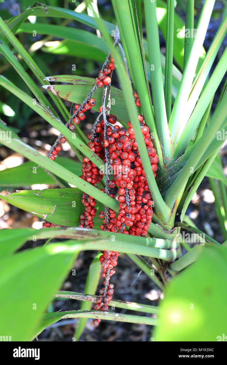 Cordyline Kletter oder bekannt als breite blättrige Palm Lily Früchte Stockfoto