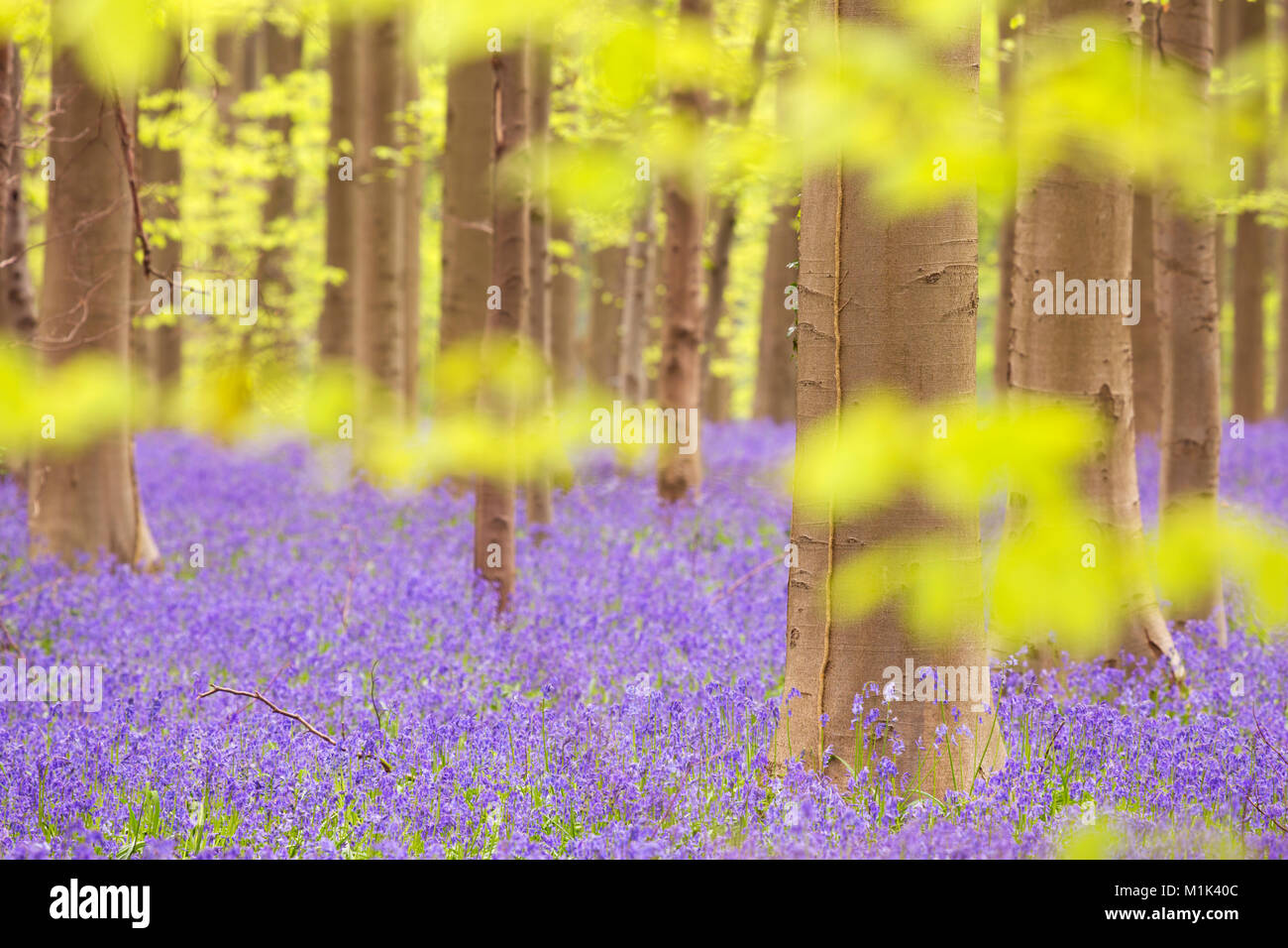 Einen wunderschönen blühenden Bluebell-Wald. Fotografiert im Wald Halle (Hallerbos) in Belgien. Stockfoto