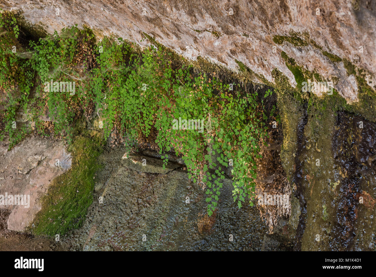 Südliche Maidenhair Fern, Adiantum capillus-Veneris, wächst in einem schattigen, feuchten Lebensraum im Cave Feder im Needles District des Canyonlands National Stockfoto