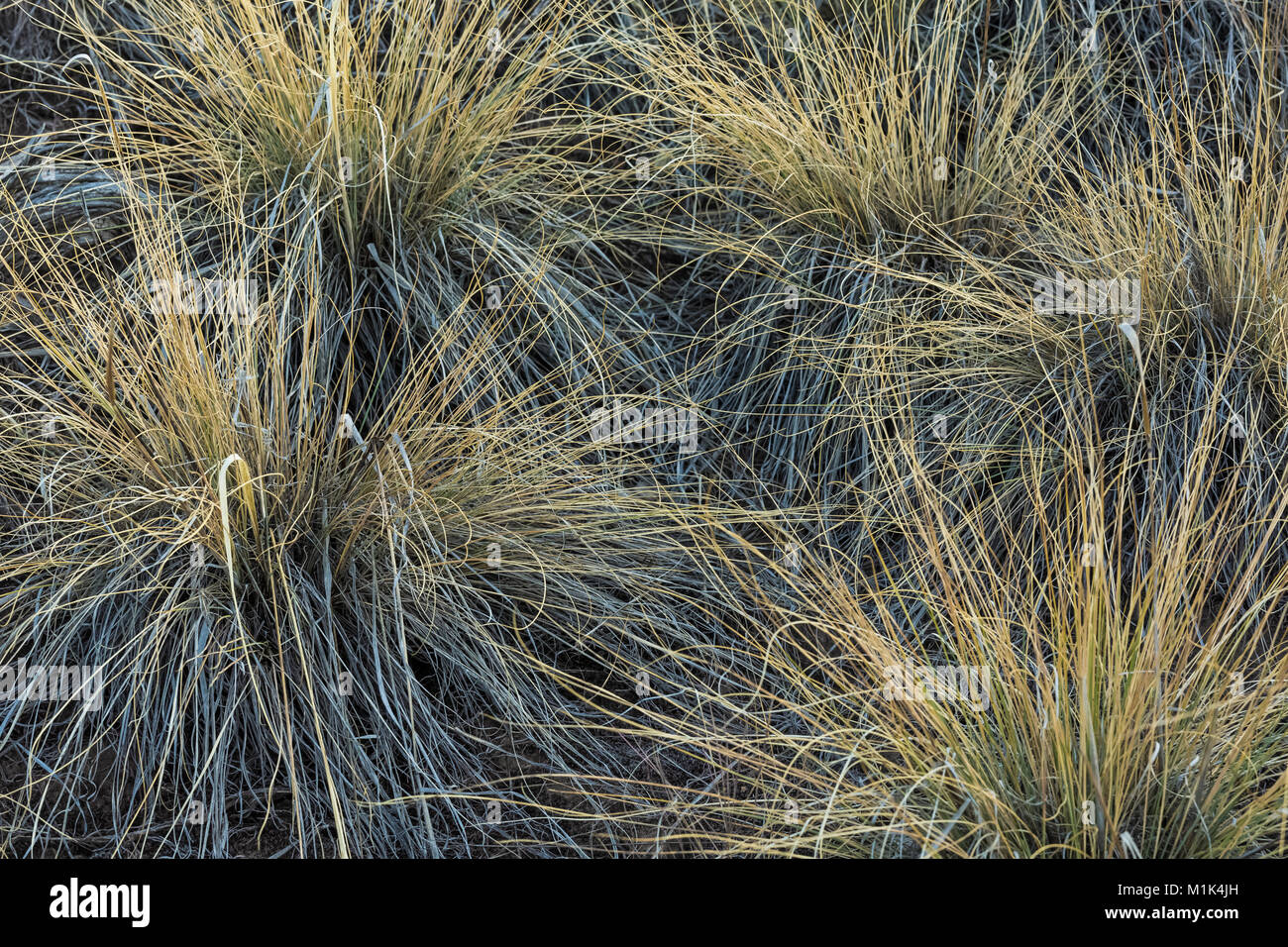 Haufen Gras in Salt Creek Canyon im Needles District des Canyonlands National Park, Utah, USA Stockfoto