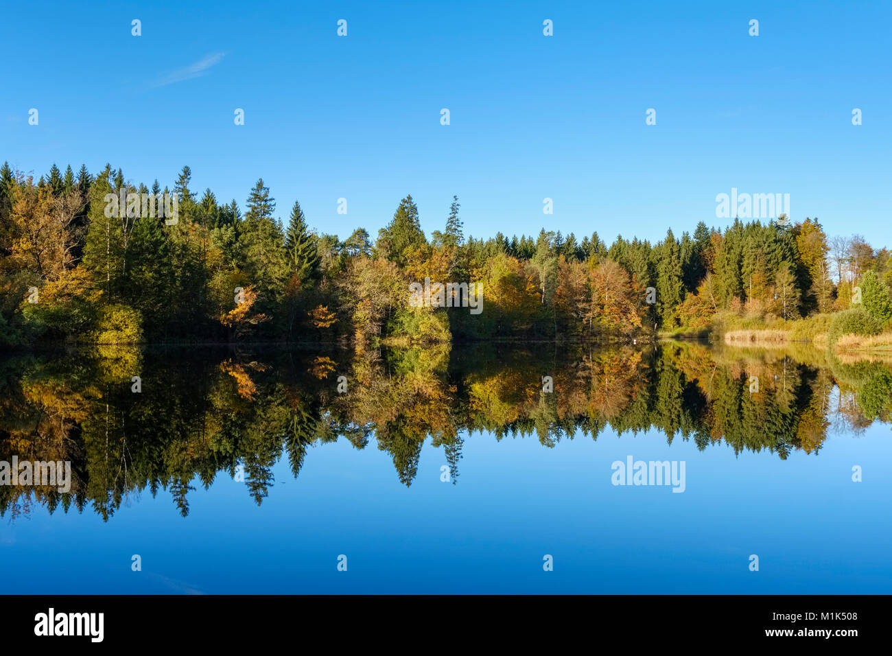 Koglweiher, Bäume auf dem Wasser spiegelt, in der Nähe von Bad Tölz, Oberbayern, Bayern, Deutschland Stockfoto