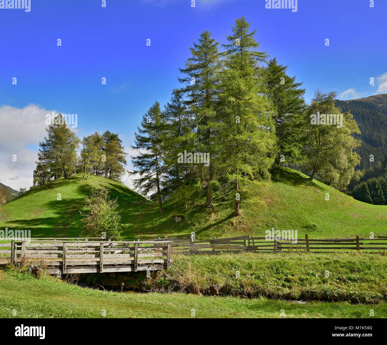 Gletscher Moränenhügel mit Birke und Lärchen, Obernberg, Tirol, Österreich Stockfoto