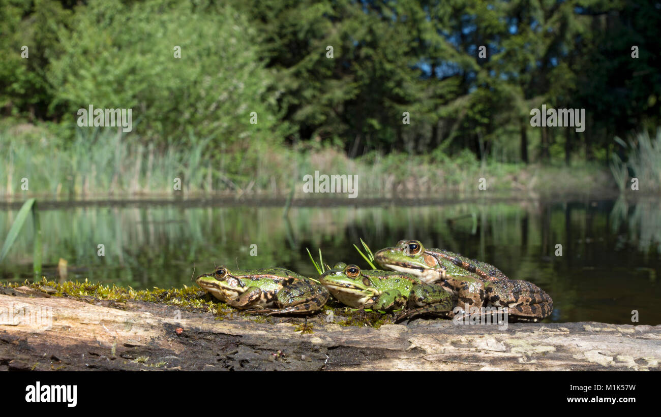 Grüne Frösche (Rana esculenta) sitzen auf Holz an einem See, Burgenland, Österreich Stockfoto