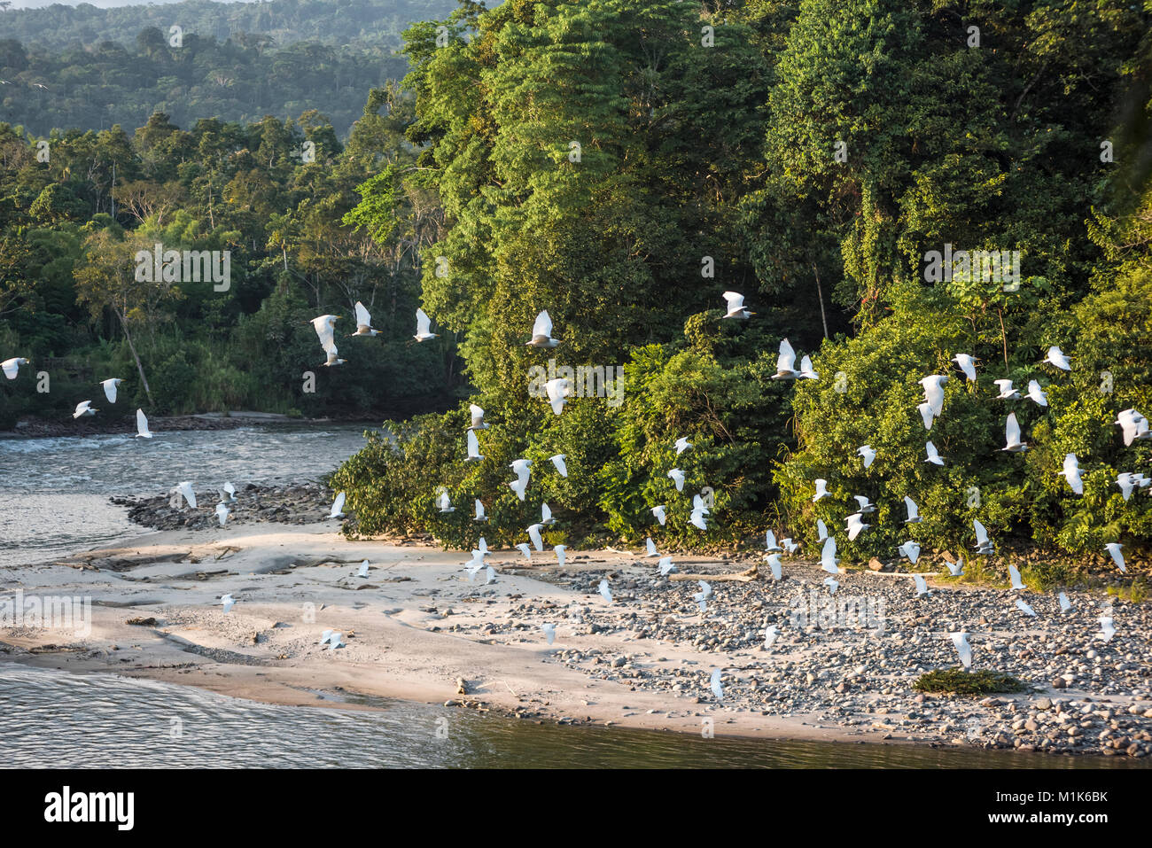 Amazonas Regenwald. Misahualli River. In der Provinz Napo, Ecuador Stockfoto