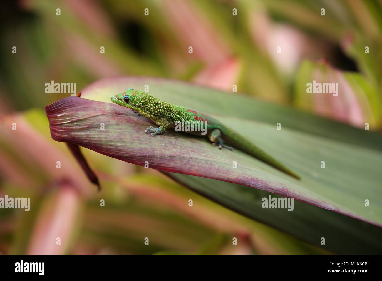 Goldstaub-taggecko auf bromelie Pflanze Blatt, Hawaii Stockfoto