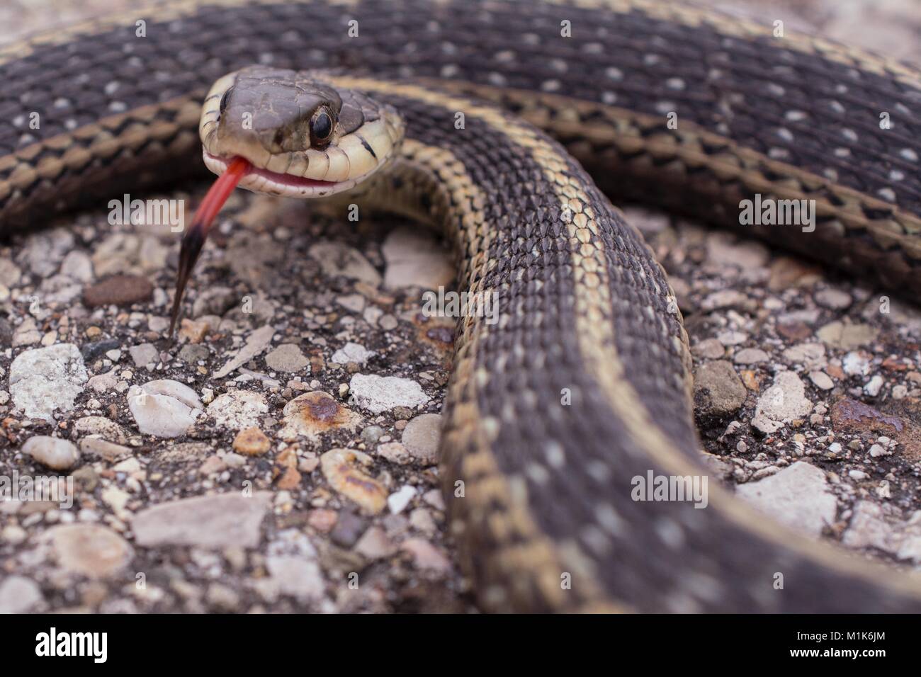 Garter snake mit gespaltene Zunge heraus haften. Klasse REPTILIA, Ordnung Squamata, Unterordnung Serpentes, Familie Colubridae, Arten T. Sirtalis Stockfoto