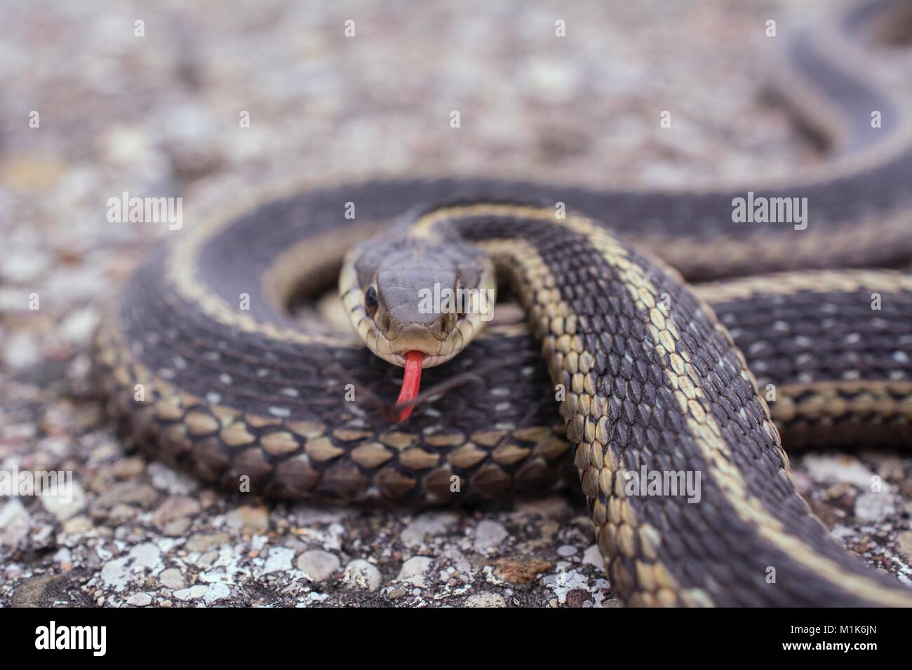 Garter snake mit gespaltene Zunge heraus haften. Klasse REPTILIA, Ordnung Squamata, Unterordnung Serpentes, Familie Colubridae, Arten T. Sirtalis Stockfoto