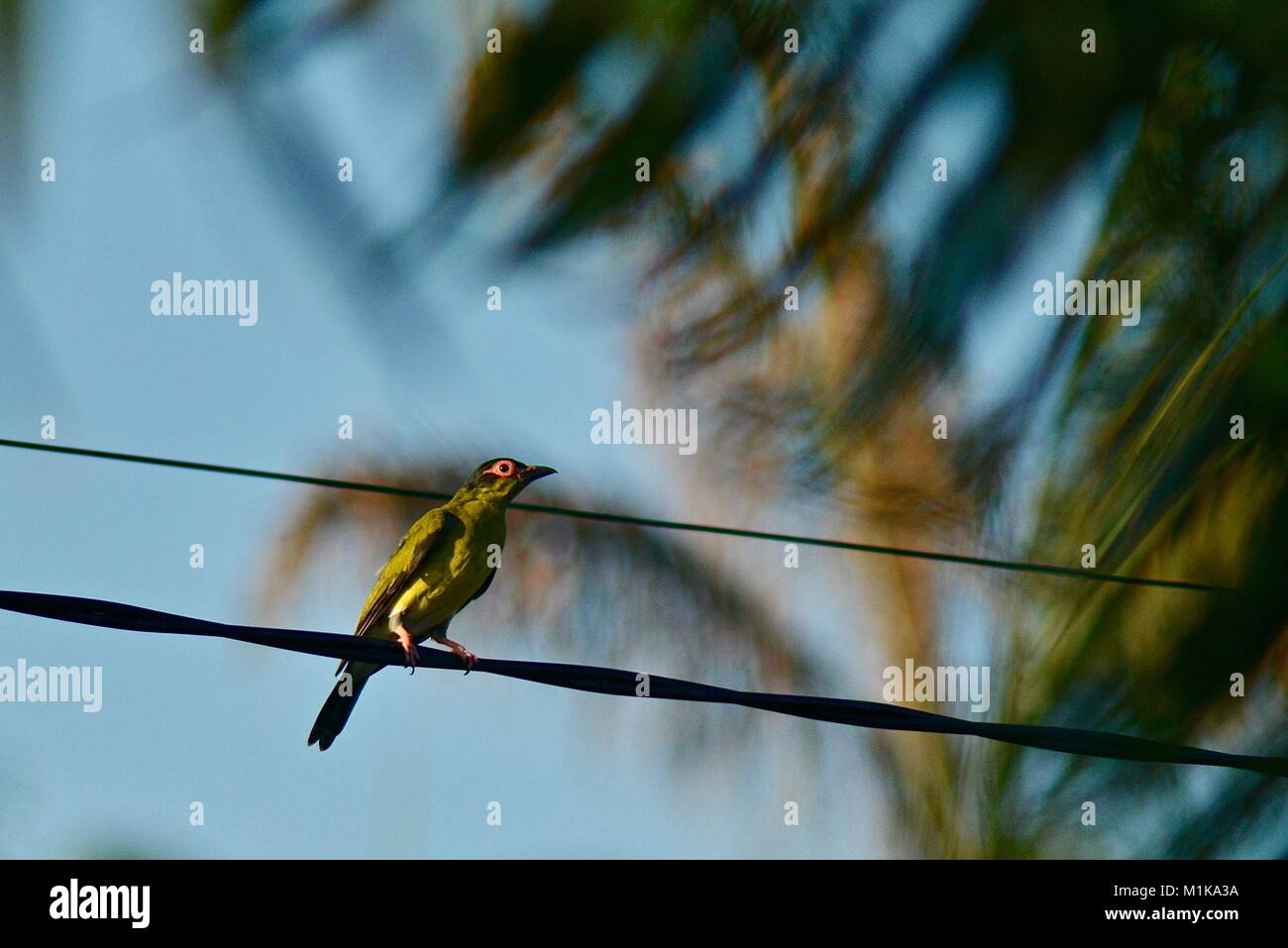 Männliche Australasian figbird (Sphecotheres vieilloti), Townsville, Queensland, Australien Stockfoto