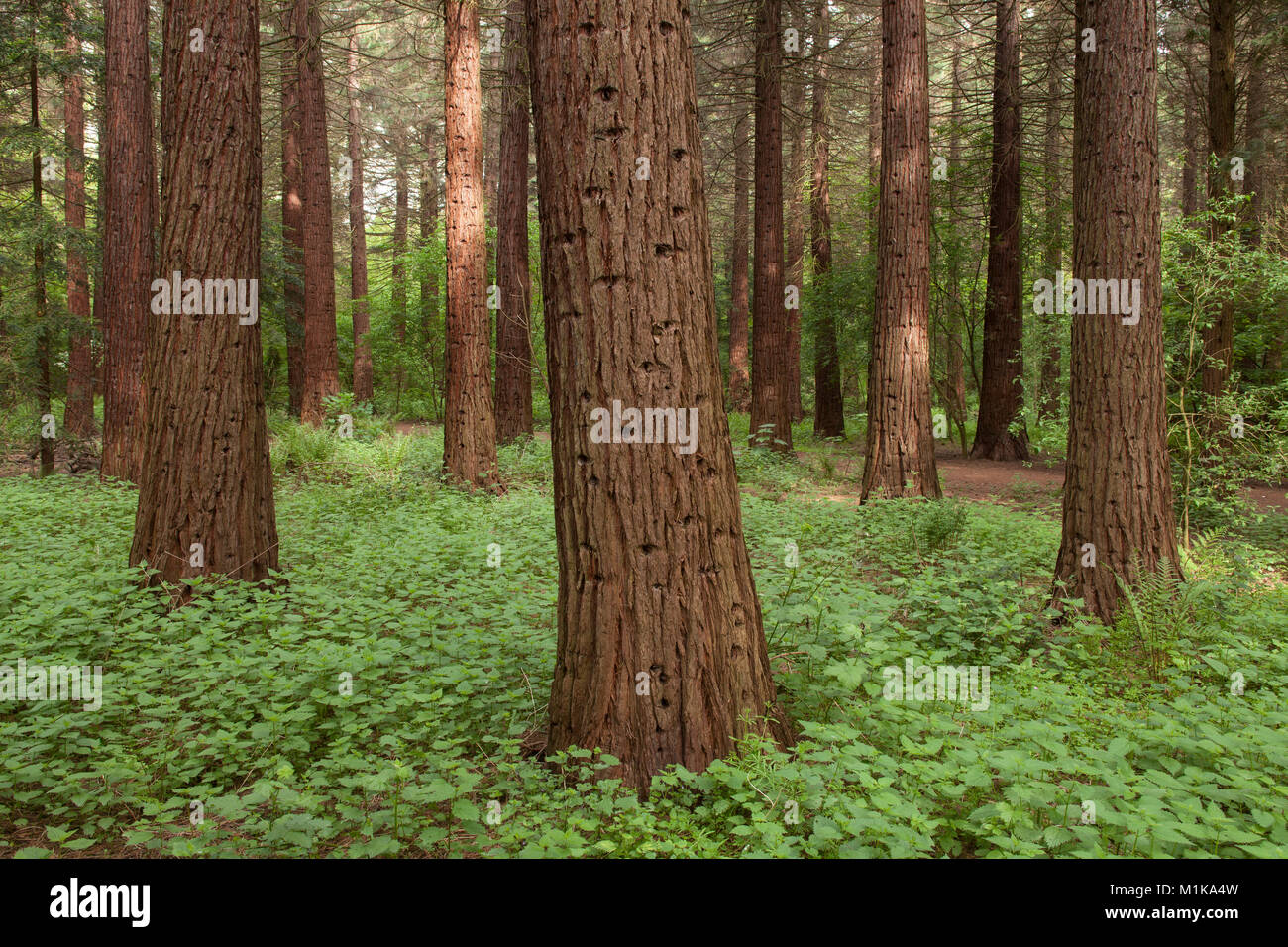 Deutschland, Köln, Forstbotanischer Garten, ein Arboretum und Wald
