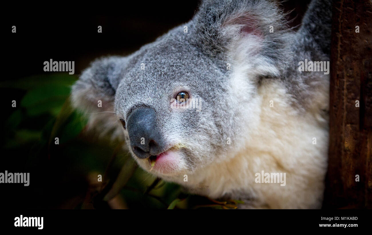 Porträt eines koala Festhalten an Zweig, wie es in dem Bereich vor blickt. Es sieht so aus, als ob es in dem, was über geschieht an der Seite interessiert ist. Stockfoto