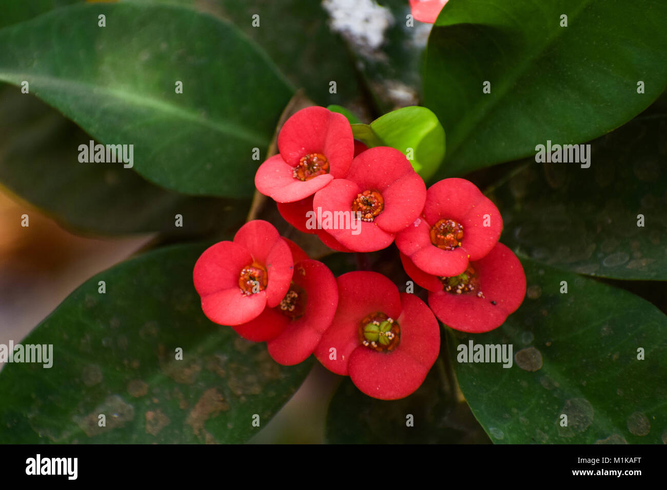 Fower und Pflanzen und Gemüse Stockfoto