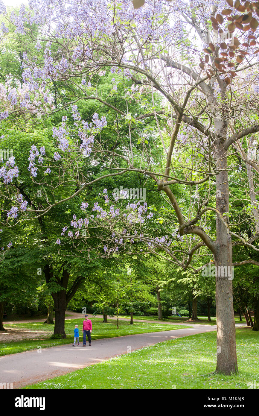 Deutschland, Köln, der Volksgarden, blühender Fingerhut Baum. Deutschland, Koeln, im Volksgarten, bluehender Blauglockenbaum. Stockfoto