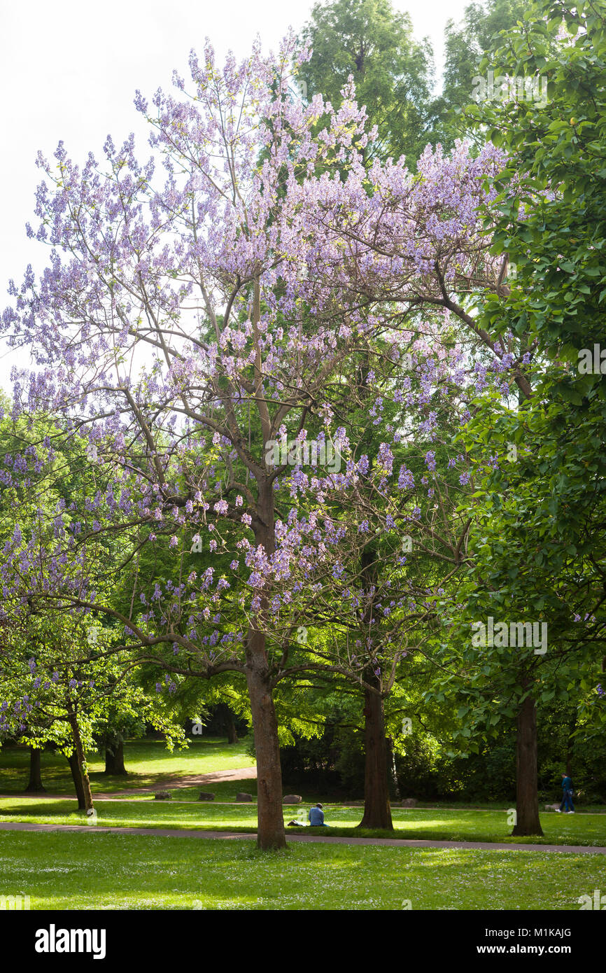 Deutschland, Köln, der Volksgarden, blühender Fingerhut Baum. Deutschland, Koeln, im Volksgarten, bluehender Blauglockenbaum. Stockfoto