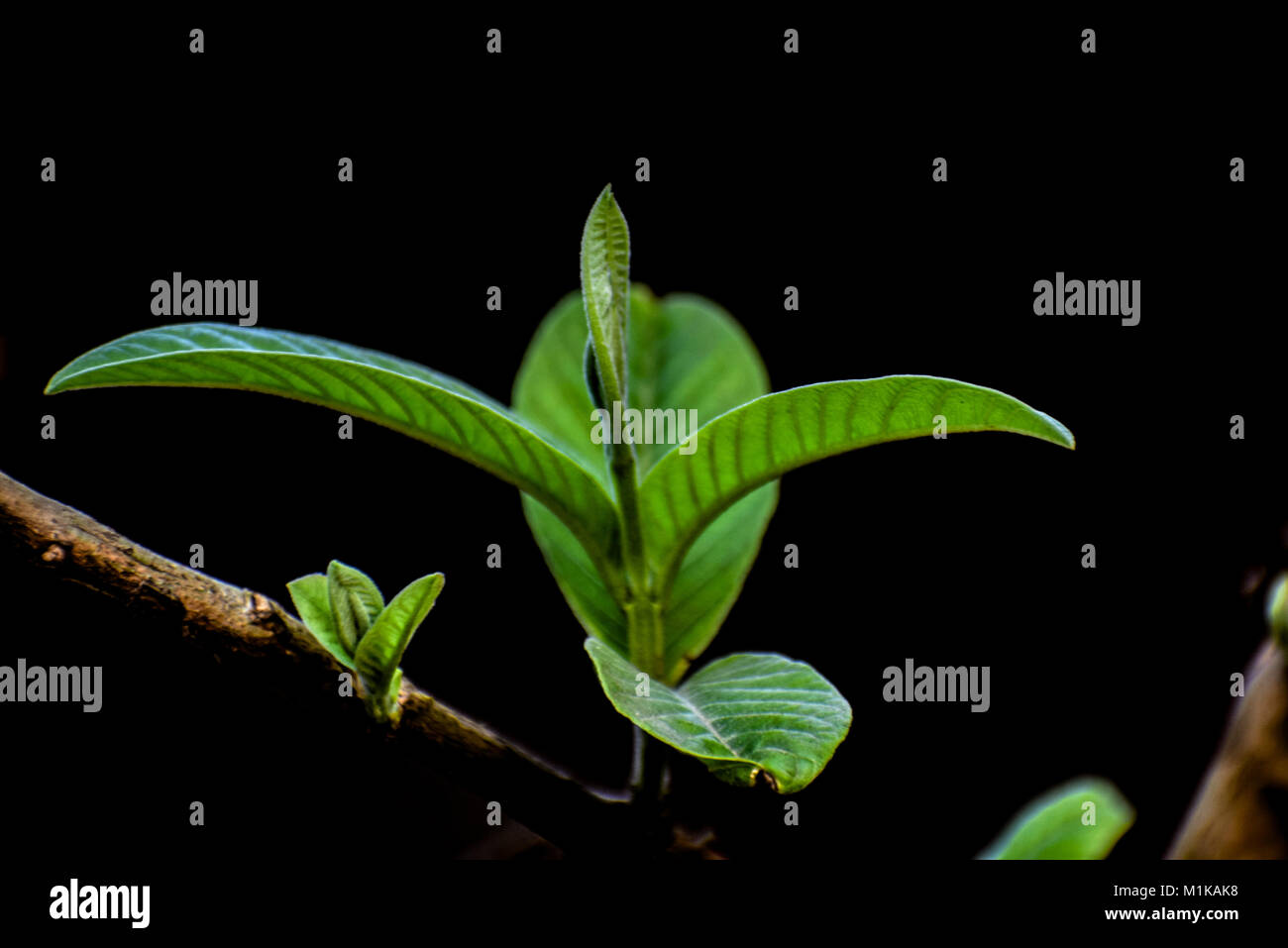 Fower und Pflanzen und Gemüse Stockfoto