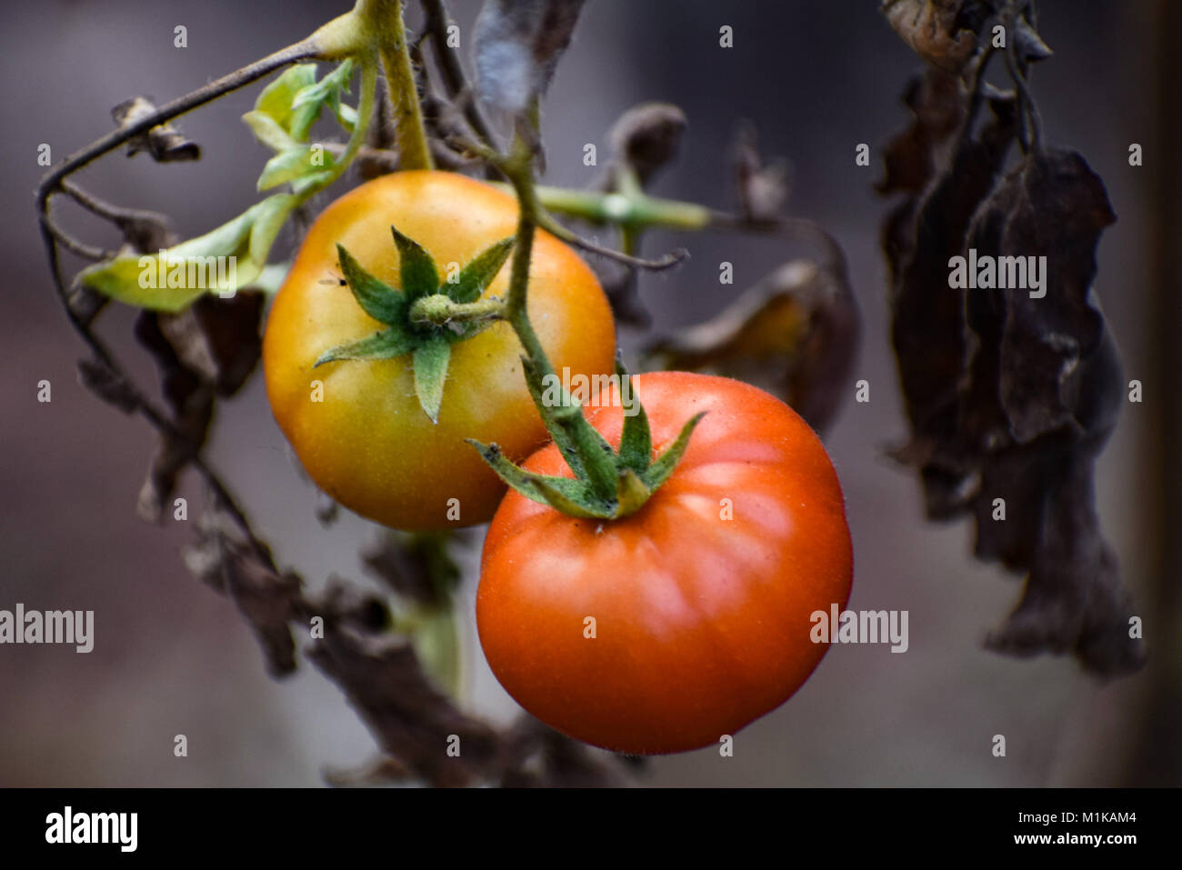 Fower und Pflanzen und Gemüse Stockfoto