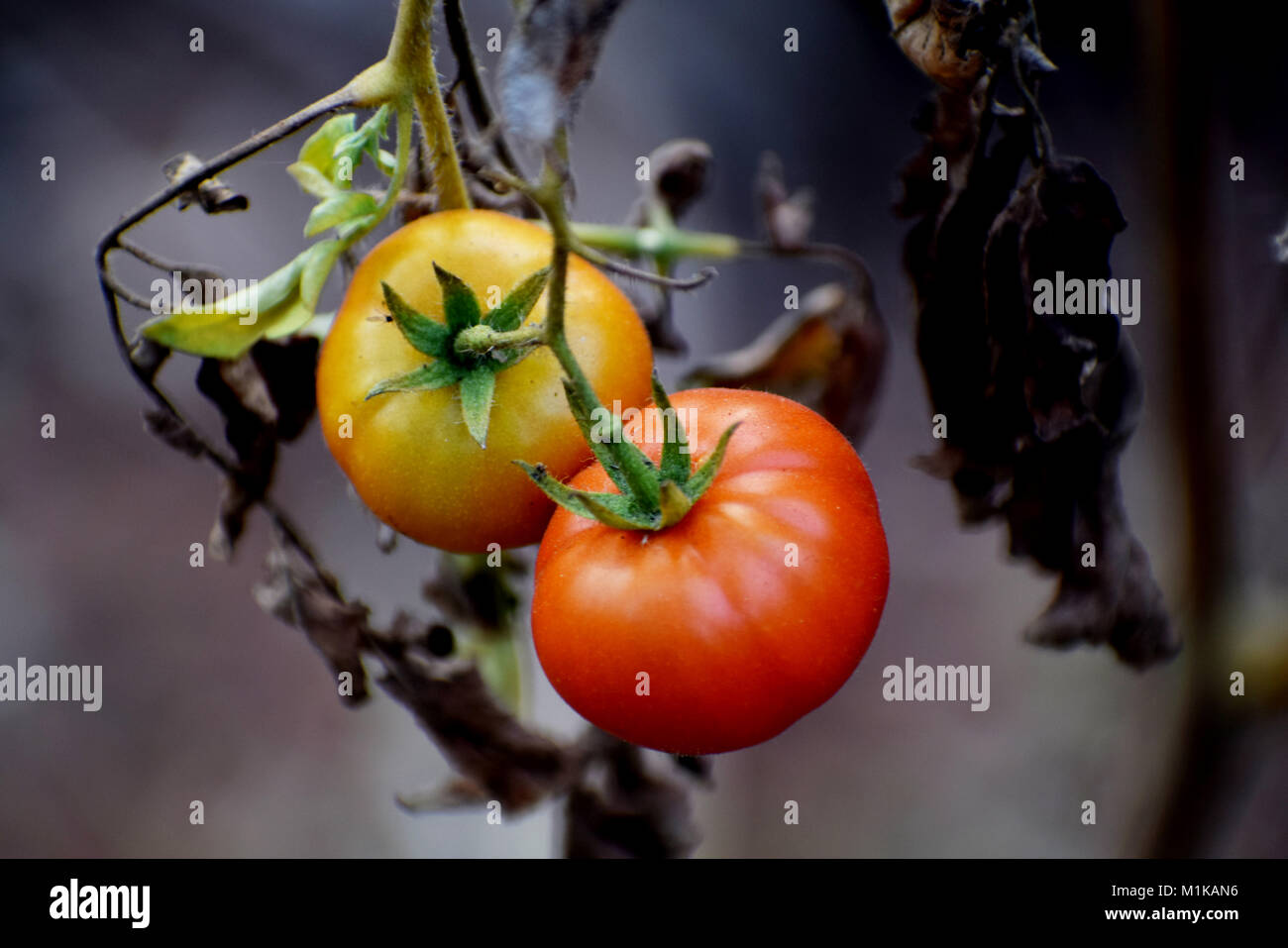 Fower und Pflanzen und Gemüse Stockfoto