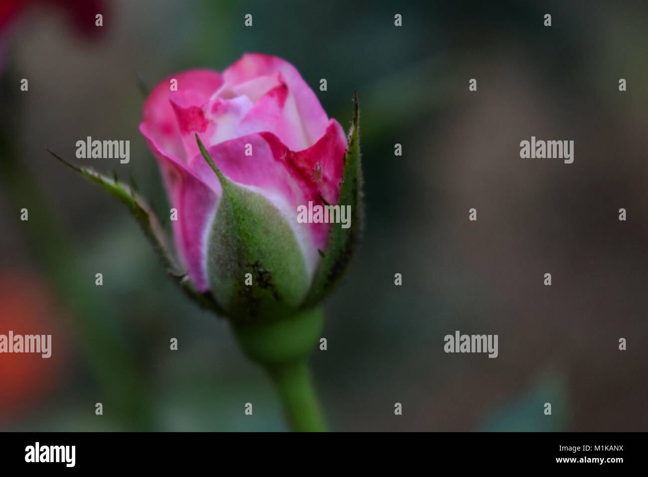 Fower und Pflanzen und Gemüse Stockfoto
