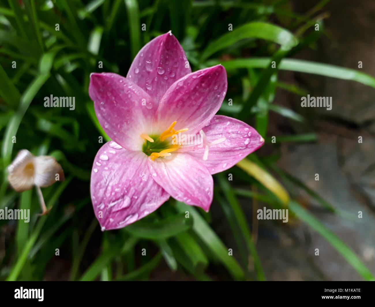 Fower und Pflanzen und Gemüse Stockfoto